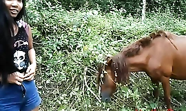 HD peeing bordering horse in grid-work